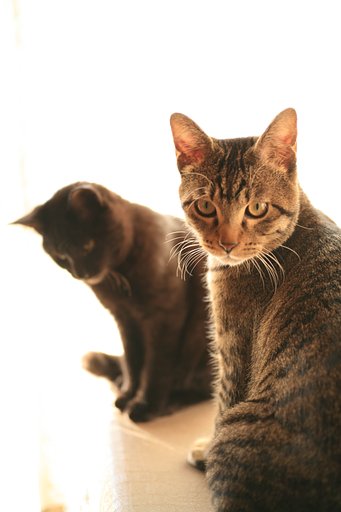 猫帝国の野望