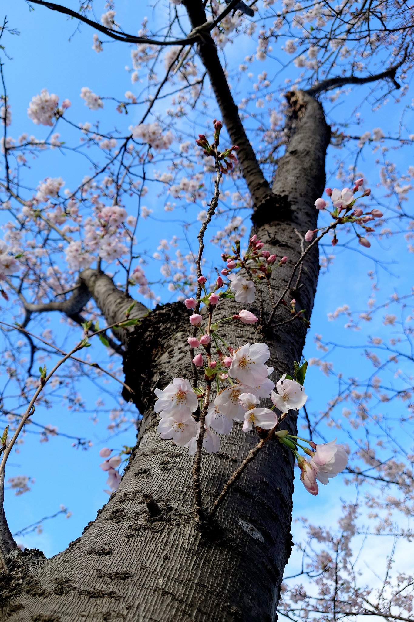 三分咲き