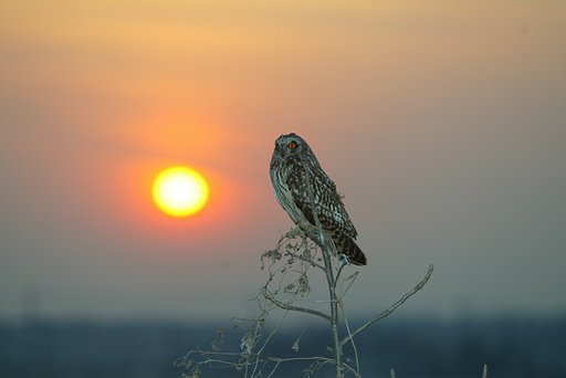 コミミさん　おはよう