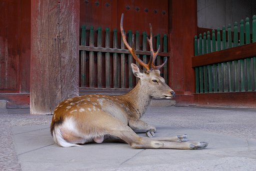 雄鹿（東大寺にて）