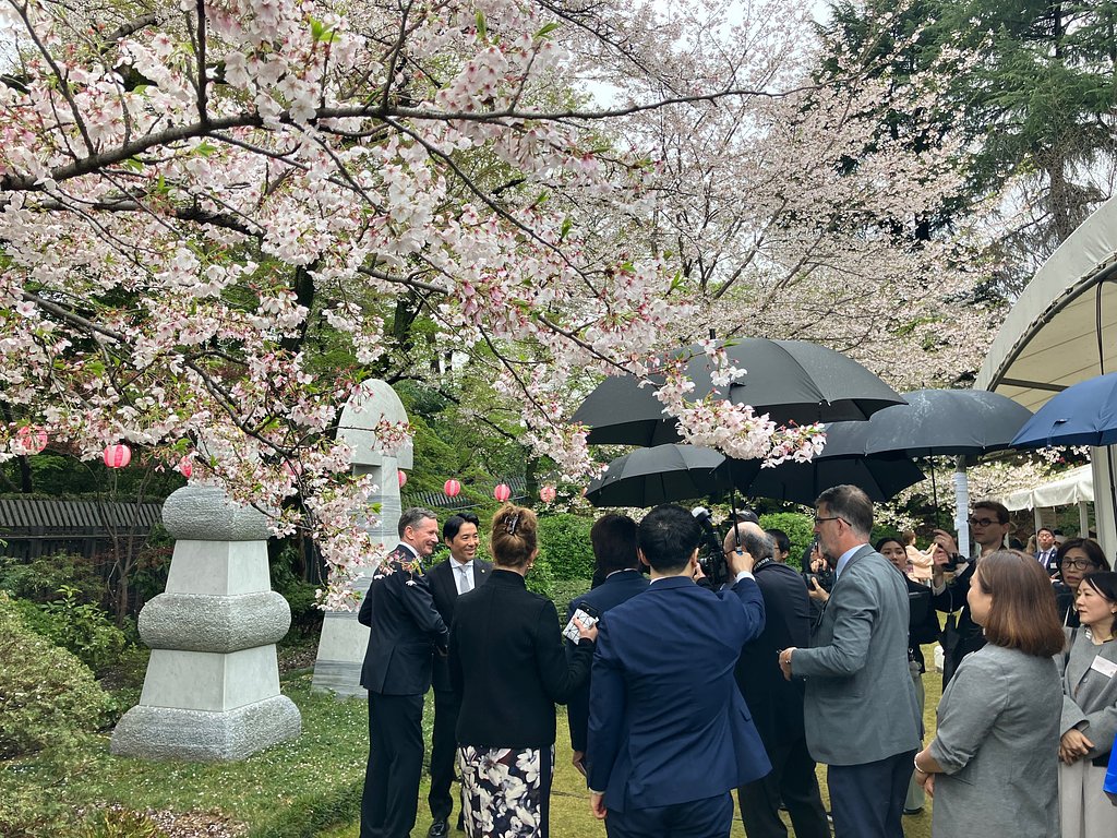 小雨の中の花見宴