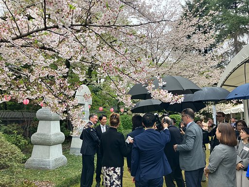 小雨の中の花見宴