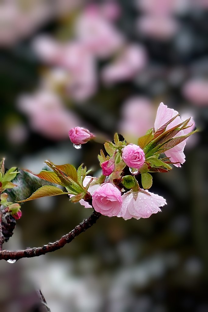 雨の公園で
