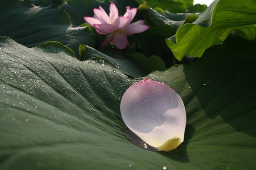 夏景色