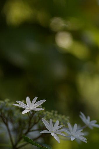 【旬】豊島園のあじさい