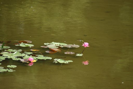 睡蓮のある風景