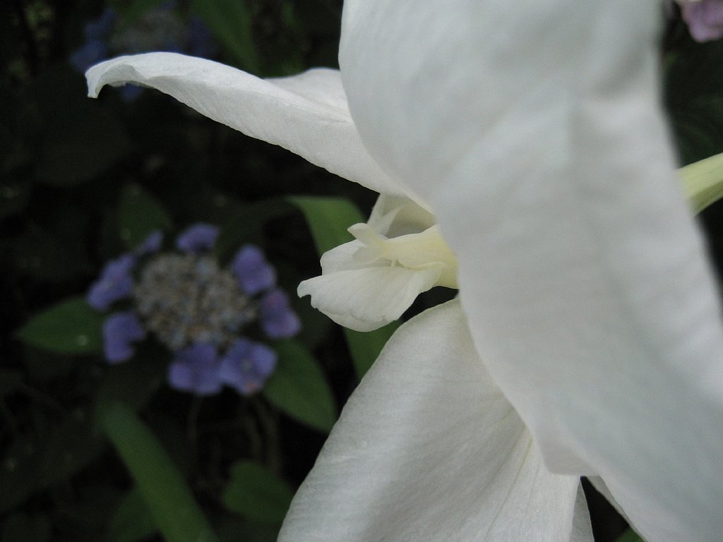 Subject：紫陽花から菖蒲への言葉