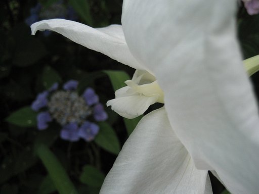 Subject：紫陽花から菖蒲への言葉