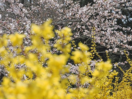 買ったばかりの絵の具を使おう〜レンギョウと桜〜