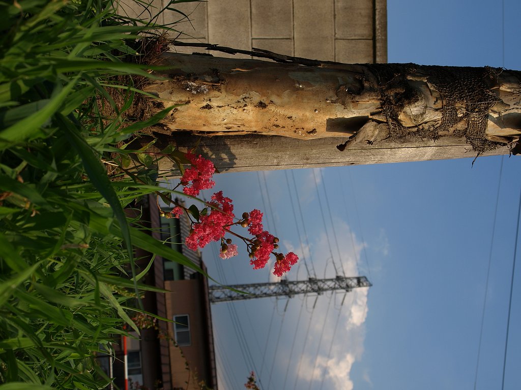 夏空