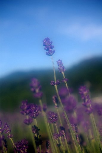ことしもこの時期が　＃１