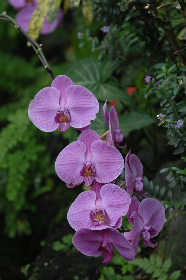温室で・・・・・