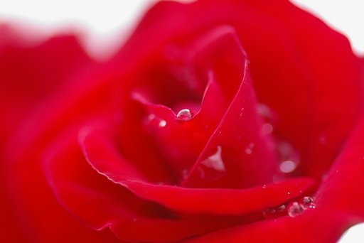 【伝】薔薇でお祭りを表現