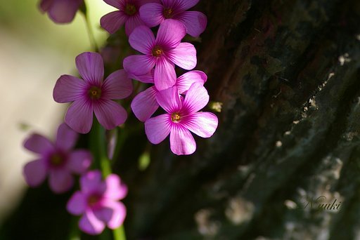 ピンクの花の撮影