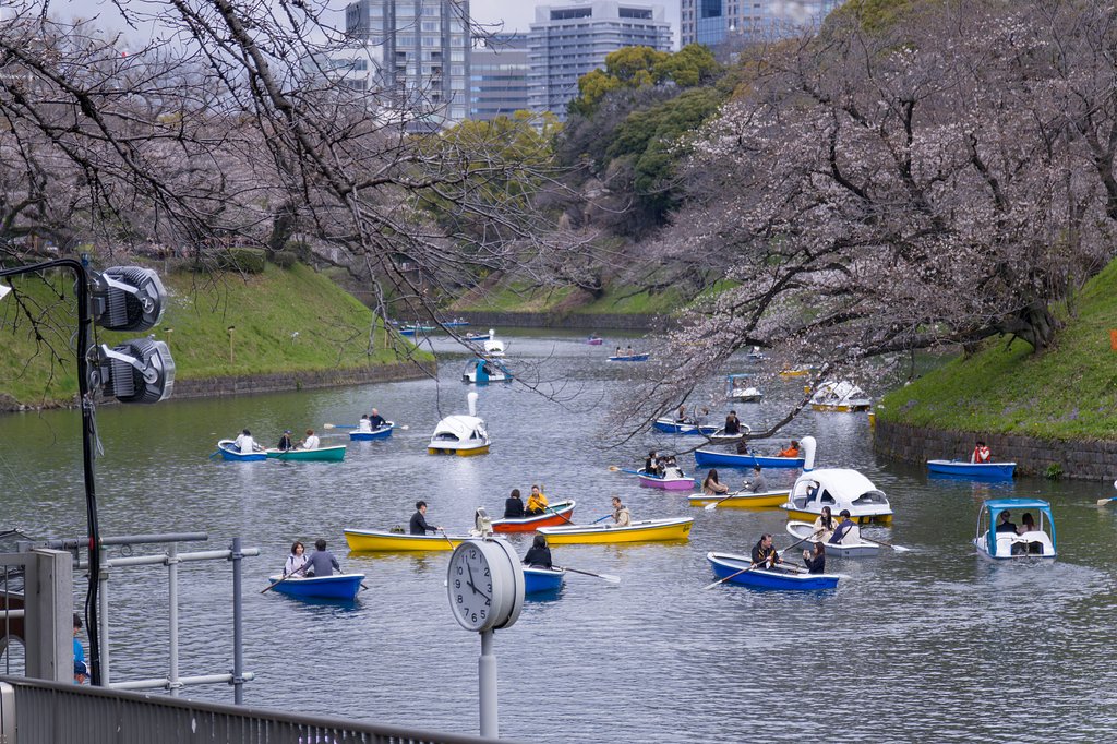 まだ早かった千鳥ヶ淵の桜