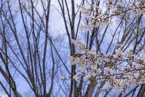 桜に雀？