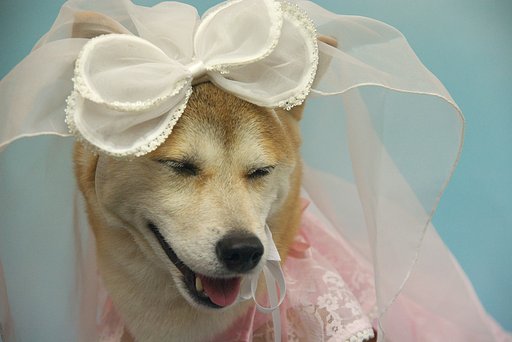 【好】犬の写真