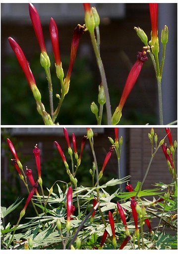 花は何時開くのでしょうか？