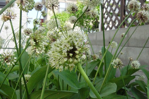 行者ニンニクの花