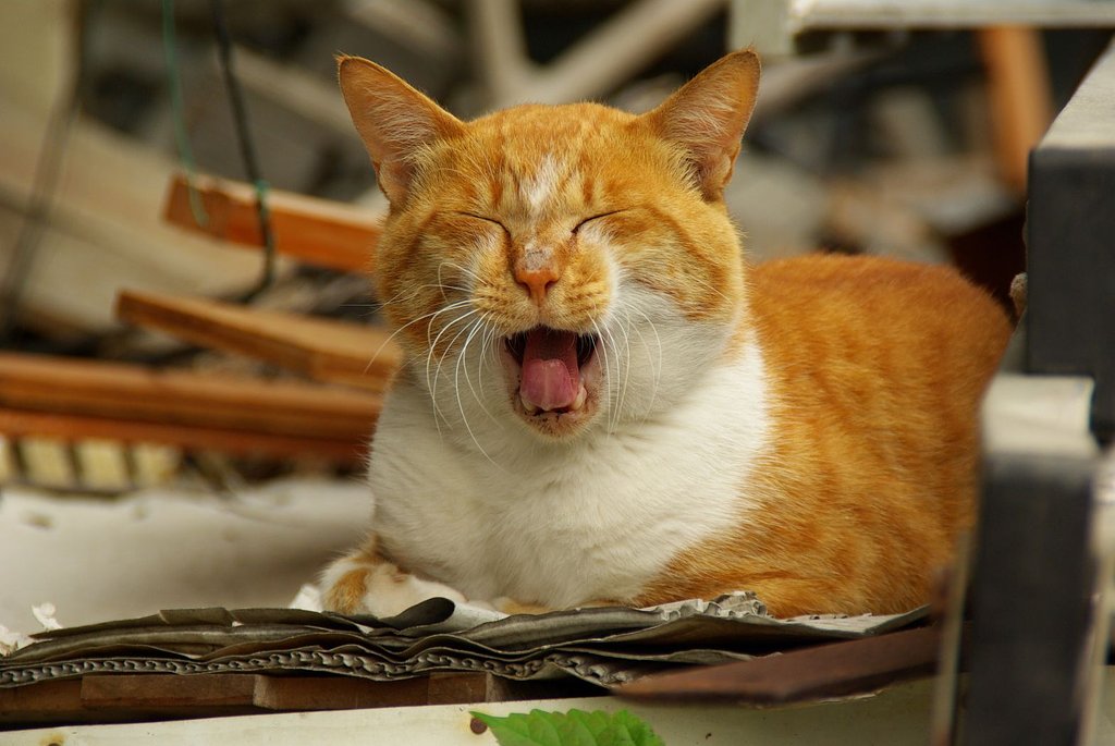 ごぶさた