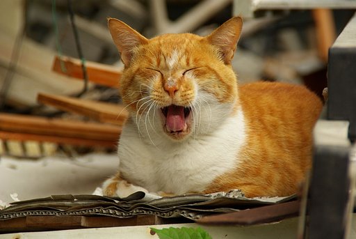ごぶさた