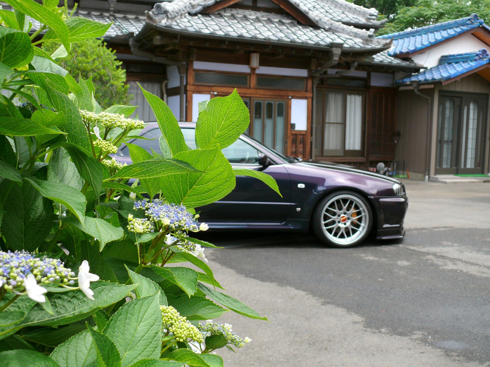 紫陽花と・・・