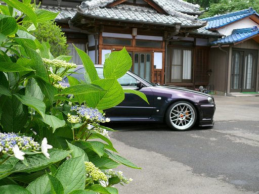 紫陽花と・・・