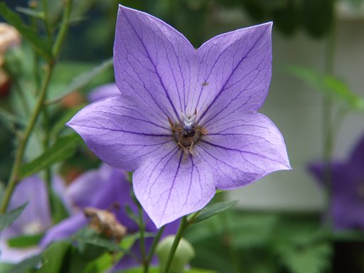 花の中に蜂