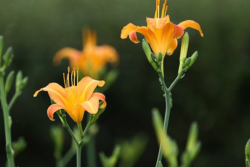 ユリの群生