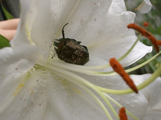 らんち　デ　カサブランカ　（虫眼鏡無し）