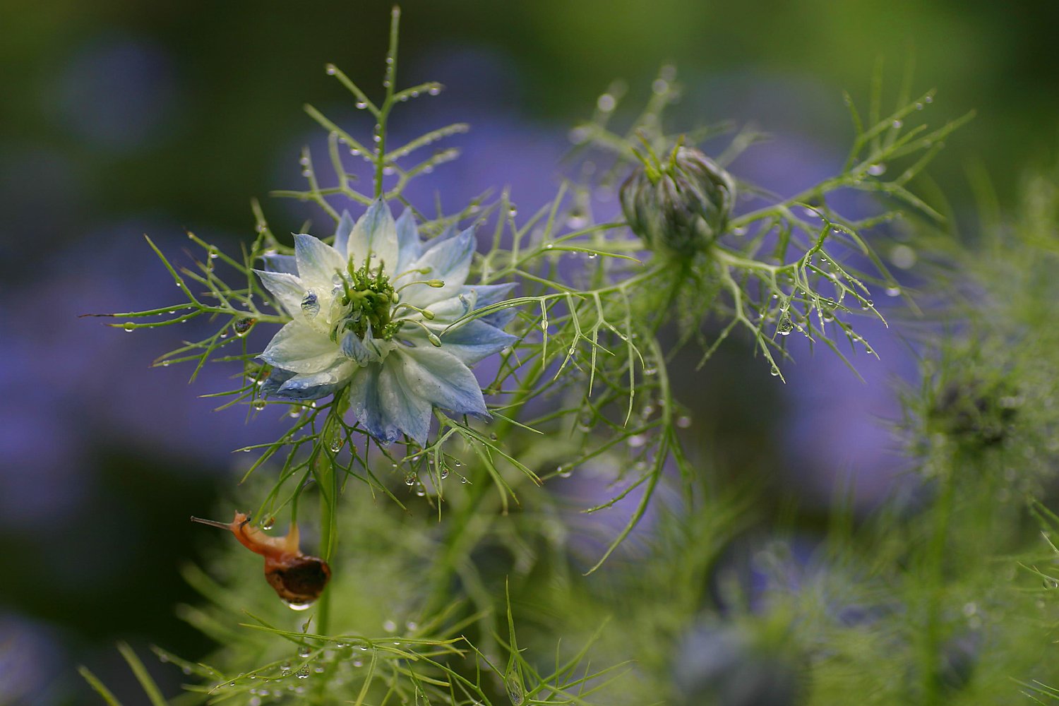 ニゲアの花が咲きました、、