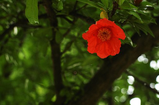 柘榴の花