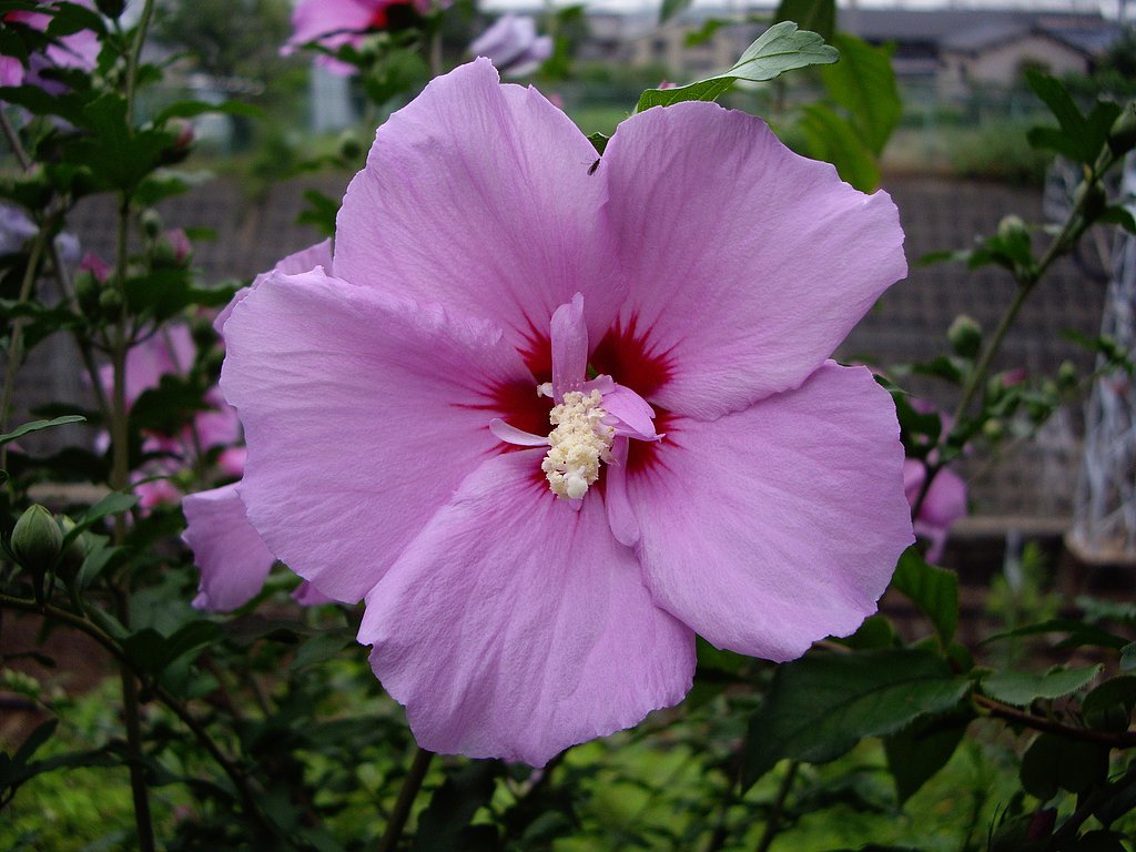 芙蓉でしょうか