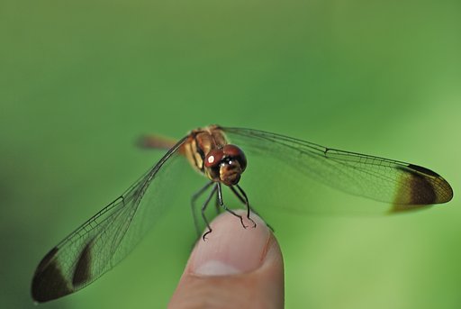 ご紹介します
