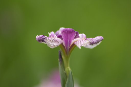 花開くとき？