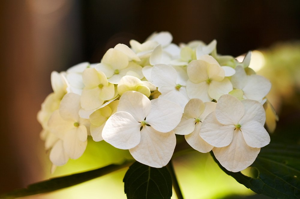 普通に紫陽花