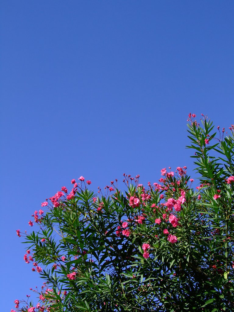 炎天花