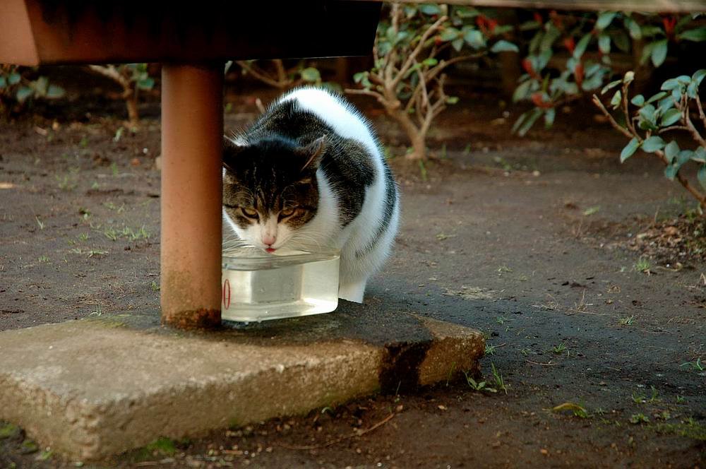 水をありがとう