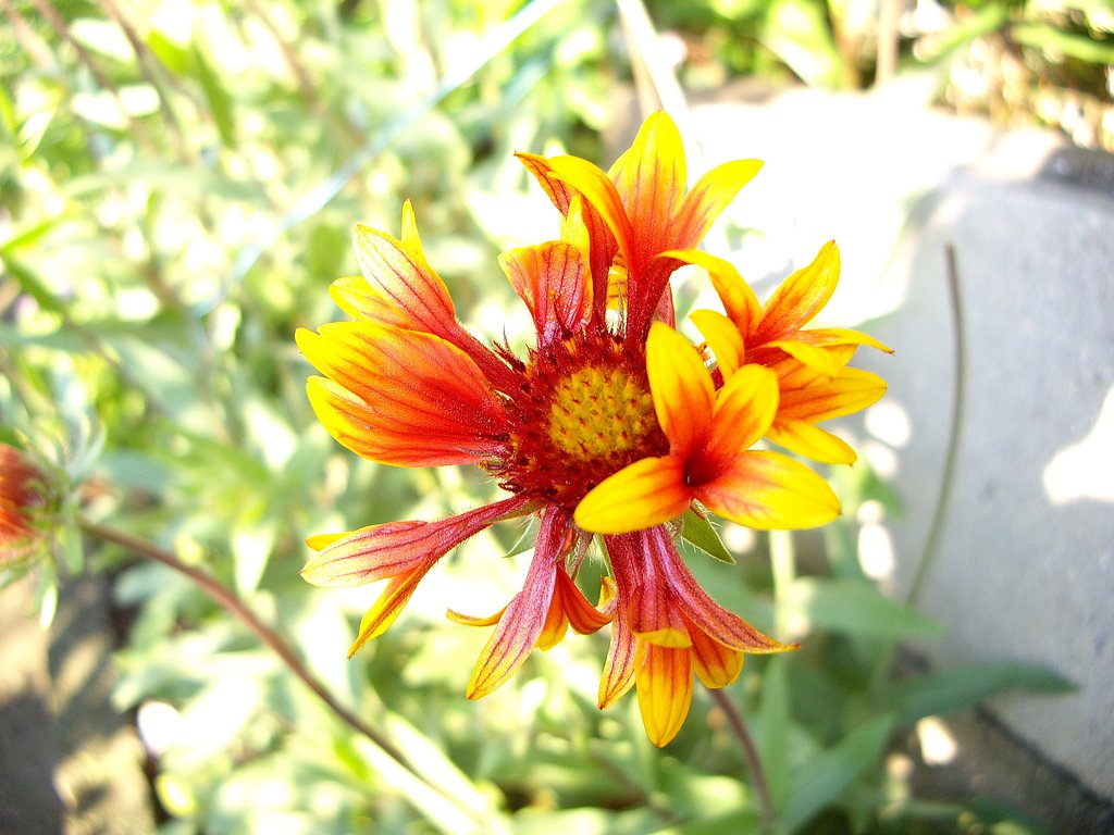 晴れたらお花たちも楽しそう