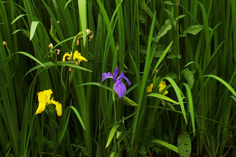 黄菖蒲と杜若