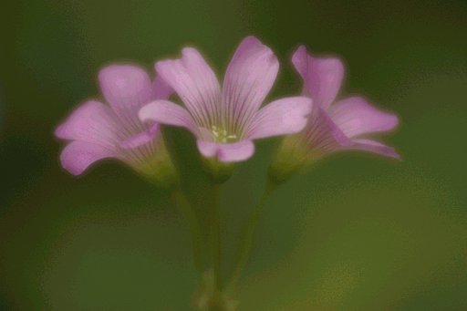 カタバミ＼(^o^)／