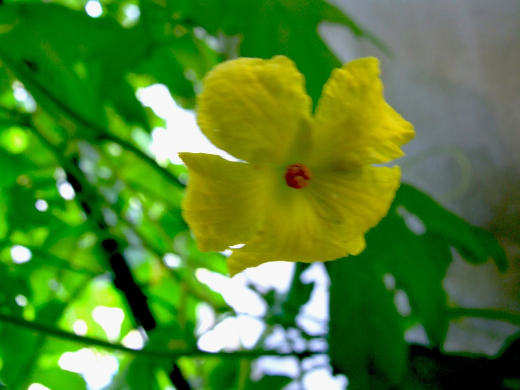 さてなんの花でしょうか