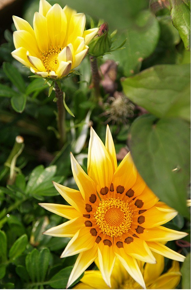 夏の花