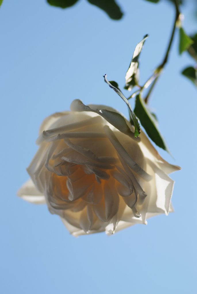 天空に咲く花