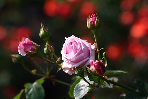 公園の薔薇