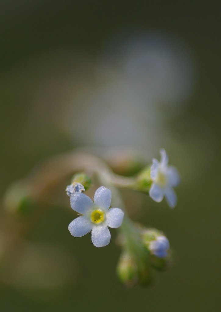 胡瓜草