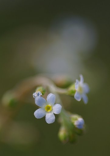 胡瓜草