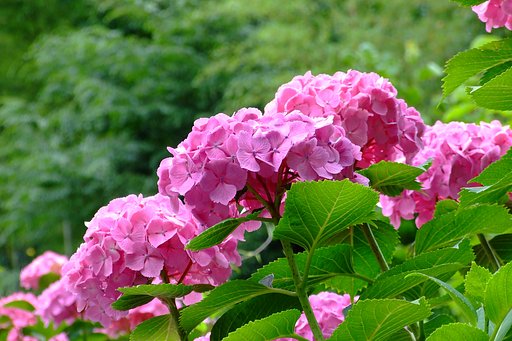紫陽花