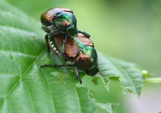 マメコガネムシ