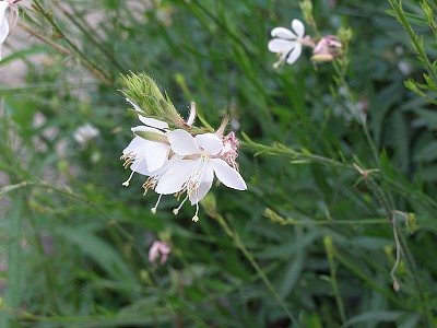 なんの花でしょうか？